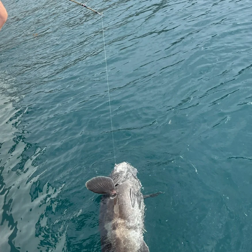 Channel Islands fishing 3