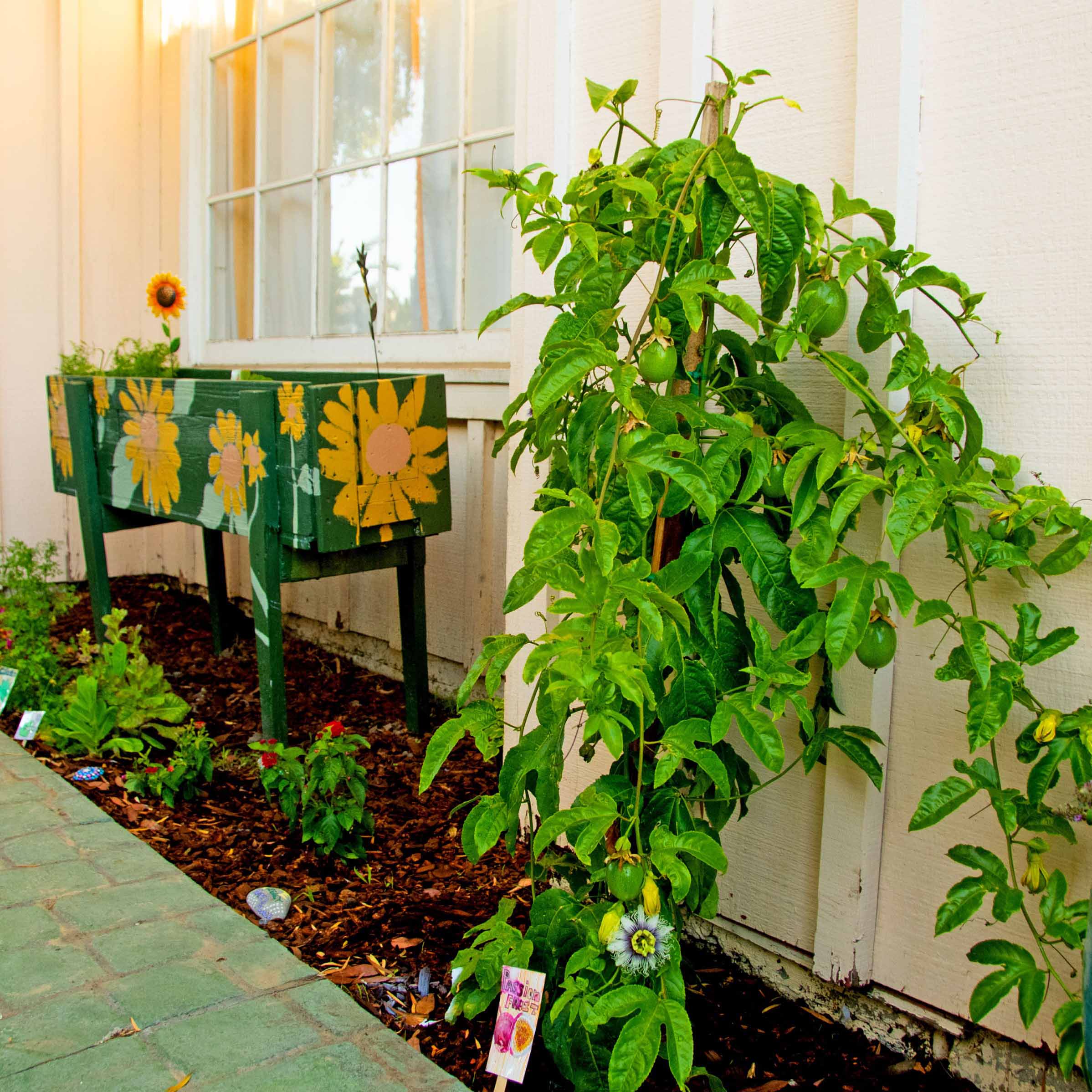 We also planted a veggie garden
